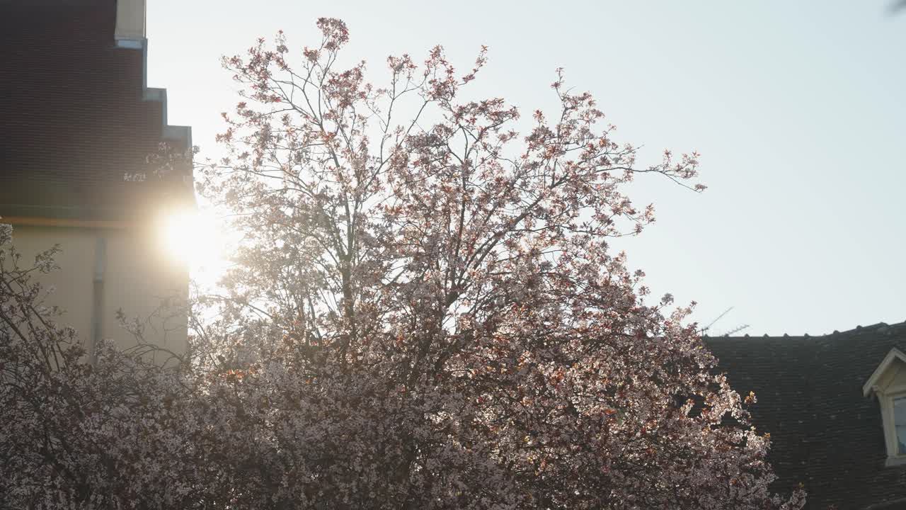 태양 빛 플레어로 피는 꽃 나무