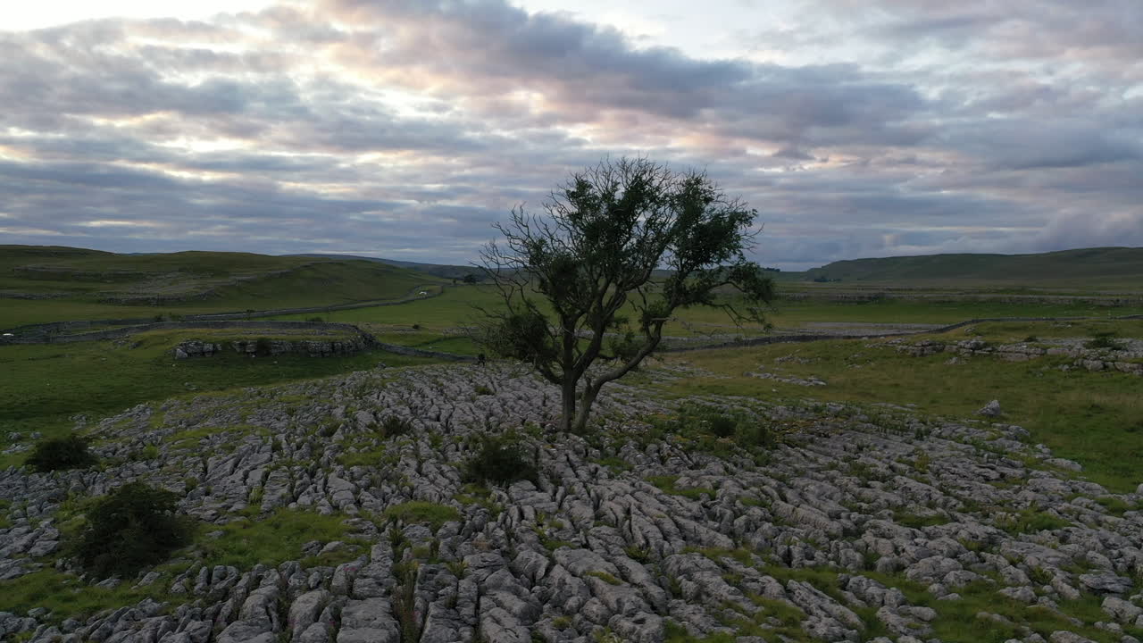 Circling aerial flight anti-clockwise round a single ash tree growing in limestone pavement