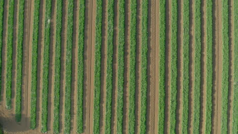 aerial: top down shot of farm field with crops during sunny day