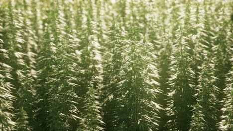 campo legal de cáñamo utilizado para textiles en francia