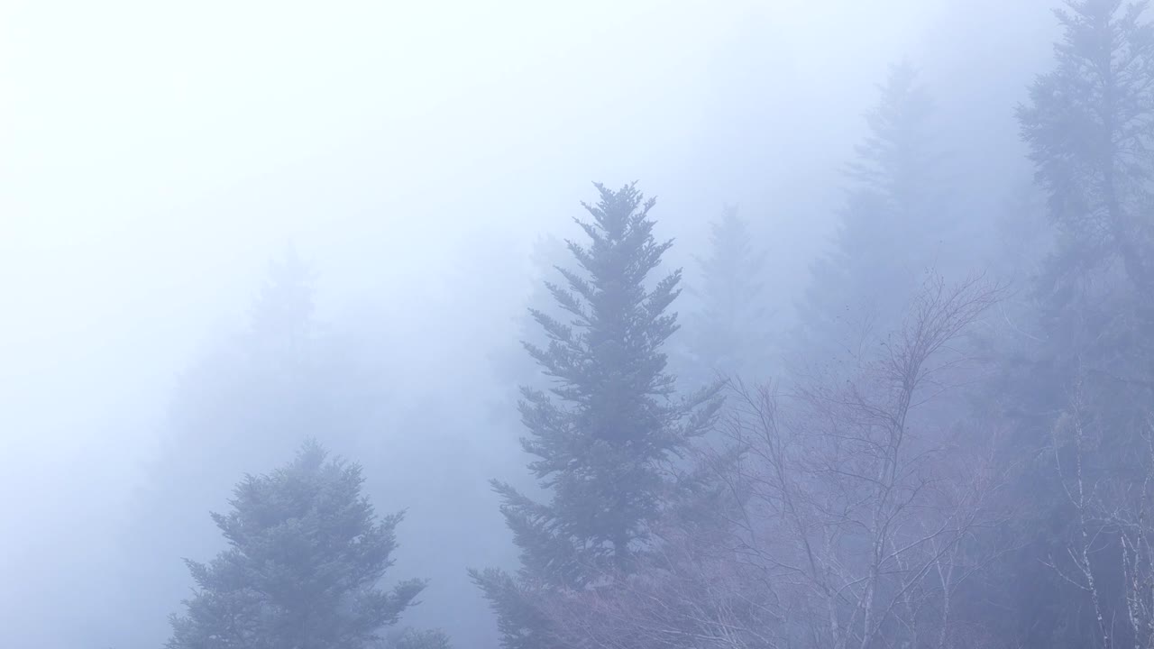 공중은 천천히 아져 내려와 유령의 나무 위를 가로질러 두꺼운 안개를 고 영원한 기운이 있는 산의 숲을 지나간다.