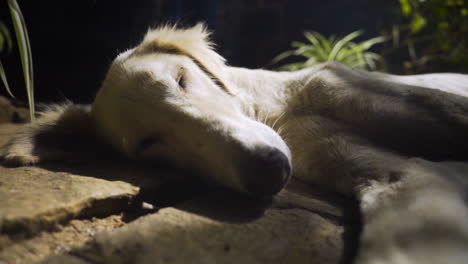 zoom suave y lento de un perro durmiendo