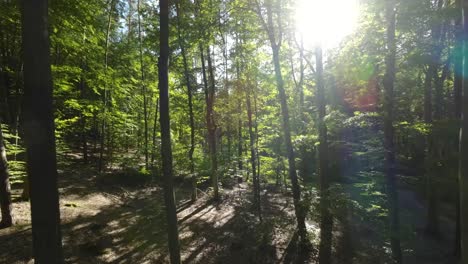 Slow-aerial-flight-between-wooden-trees-in-forest-during-sunny-day-in-park