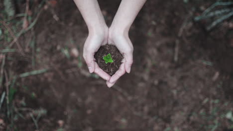 contribuyendo con árboles jóvenes de semillas verdes para salvar la tierra