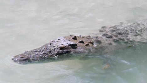 cocodrilo en laguna mexicana