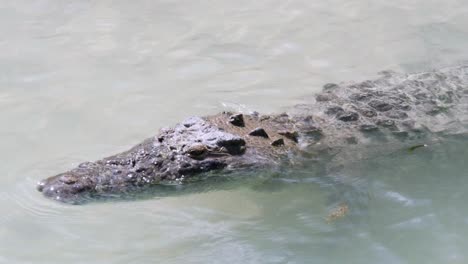 crocodile in mexican lagoon