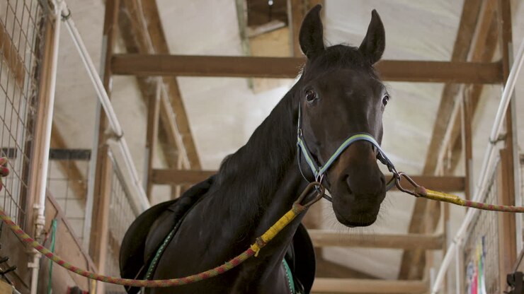 Tied Black Horse In The Stable