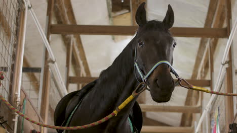 Gebundenes-Schwarzes-Pferd-Im-Stall