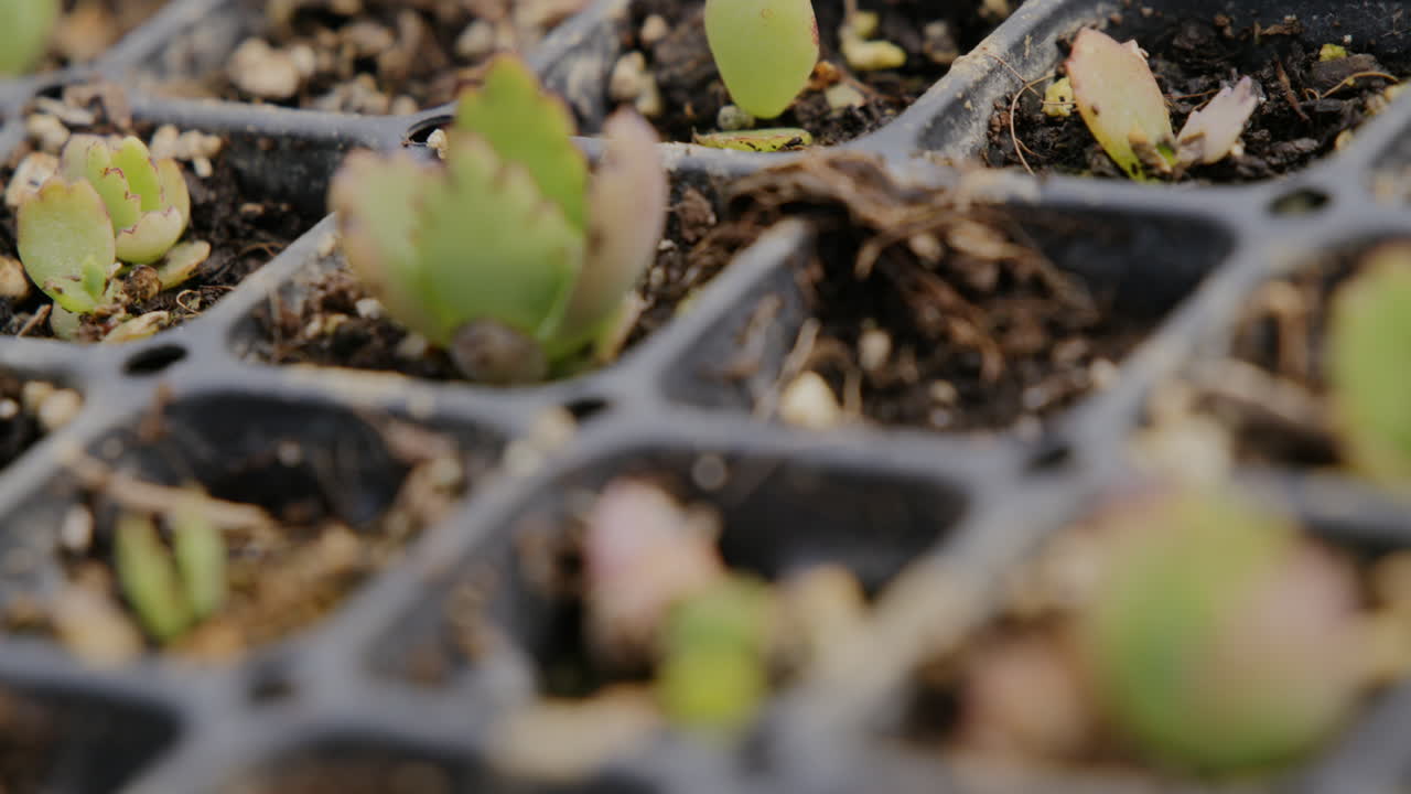 Slow motion footage of succulent baby plants that are lined up in rows.