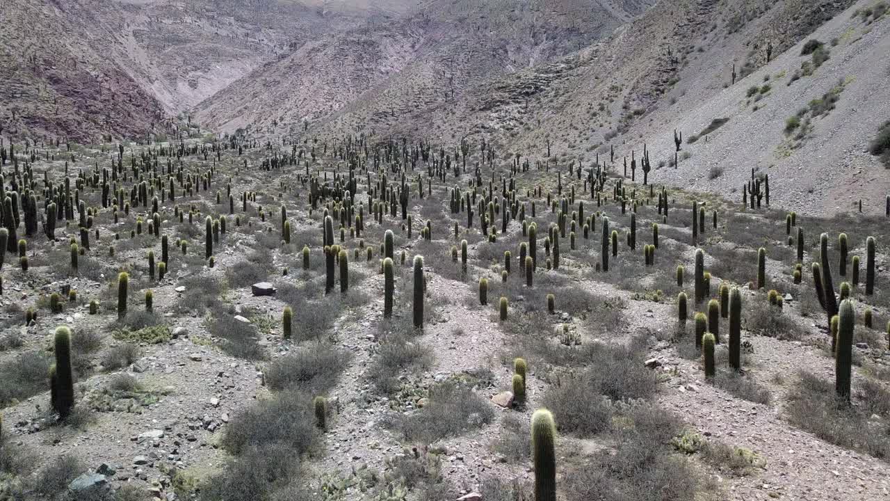 paisaje desértico del noroeste de argentina
