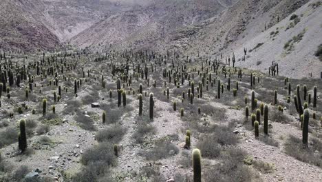 desert landscape of northwestern argentina