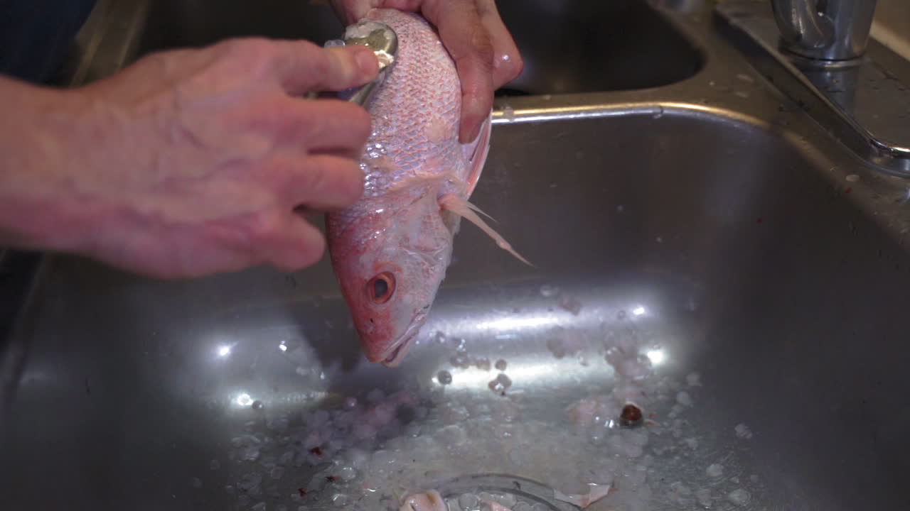 부엌 싱크대에서 신선한 생선을 청소하고 물때를 제거하는 사람의 손을 닫습니다