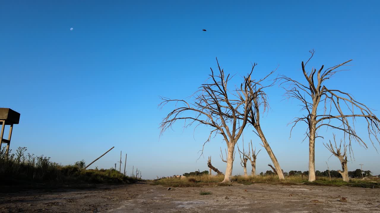 epecuen 역사적인 홍수 마을 낮은 각도 샷의 죽은 나무 결과