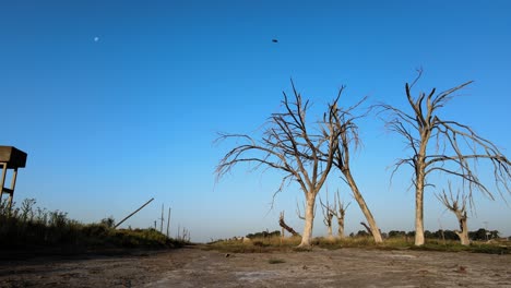 Dead-trees-result-of-Epecuen-historic-flood-town-Low-angle-shot