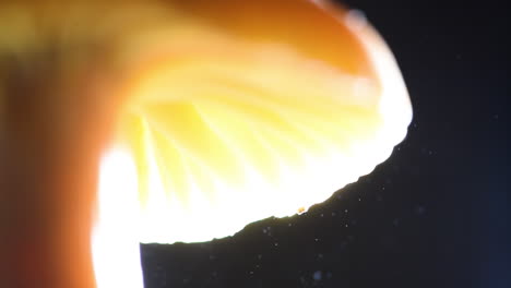 fantástico primer plano de esporas flotando bajo un casquete de hongo - hygrocybe pratensis el &quot;tapón de cera de pradera&quot;