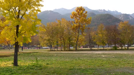 slow pan on yellow trees on the mountains background in a park