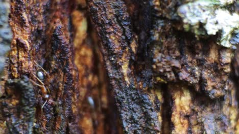 close up macro view of black ants crawling through cracks in tree bark