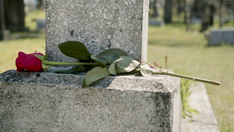 Primer-Plano-De-Una-Rosa-Roja-En-Una-Lápida-En-Un-Cementerio-En-Un-Día-Soleado