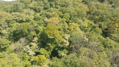 fpv fast drone shot flying over huge rainforest and jungle treetop