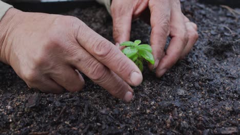 de manos afroamericano jardinero plantando plántulas en el centro del jardín