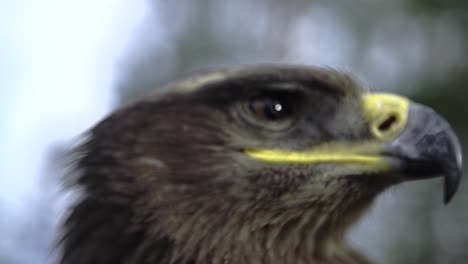 eagle, hawk close up with a honorable face of american flag