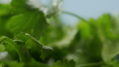 close-up of fresh coriander