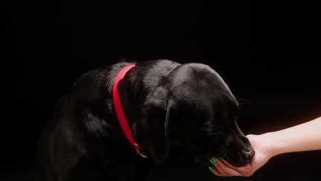 giving food to black retriever in red collar on black background, dark labrador dog eating treats for animals from hand and sitting close up. shooting trained domestic pet in studio