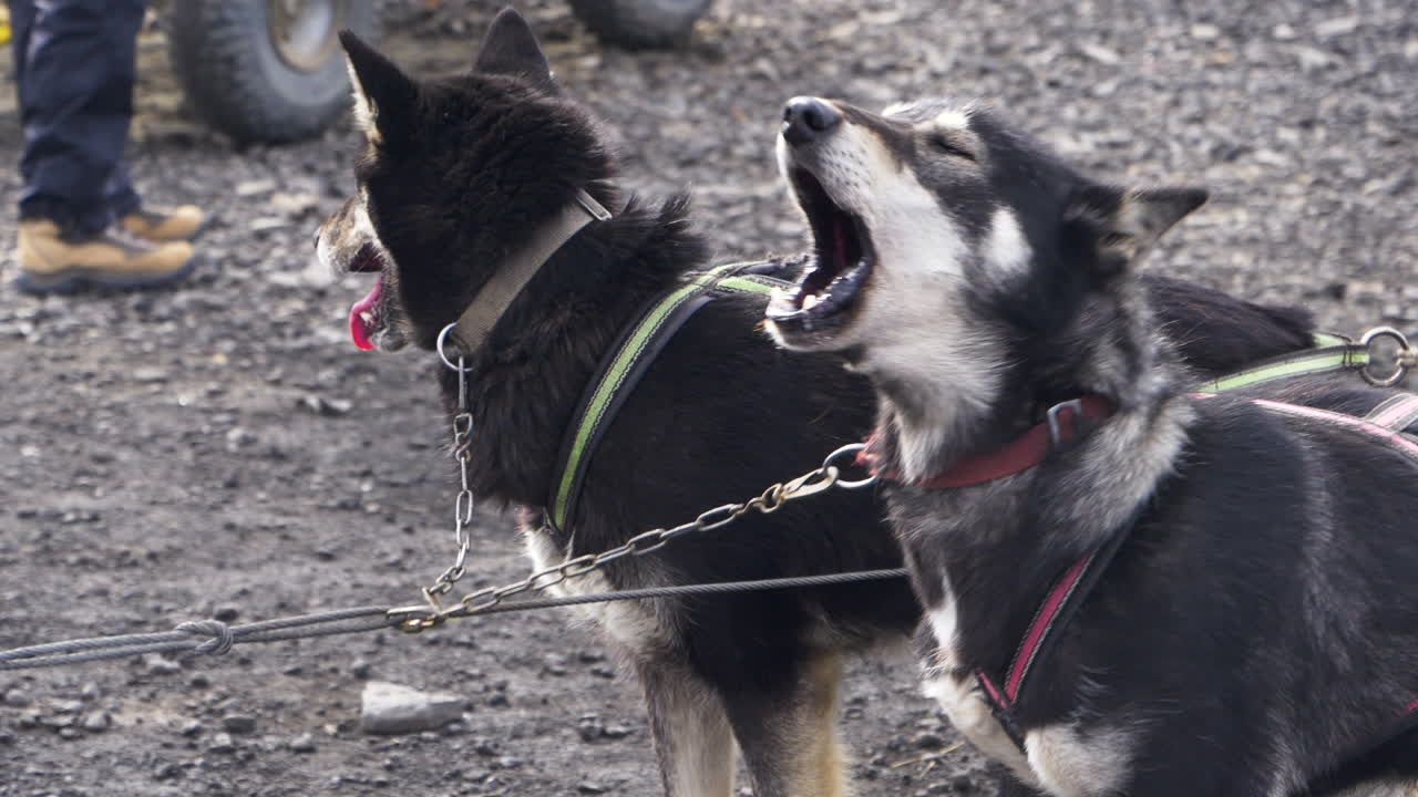 허스키 썰매 개는 실행하기 전에 신나게 짖는다