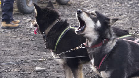 Los-Perros-De-Trineo-Husky-Ladran-Emocionados-Antes-De-Correr