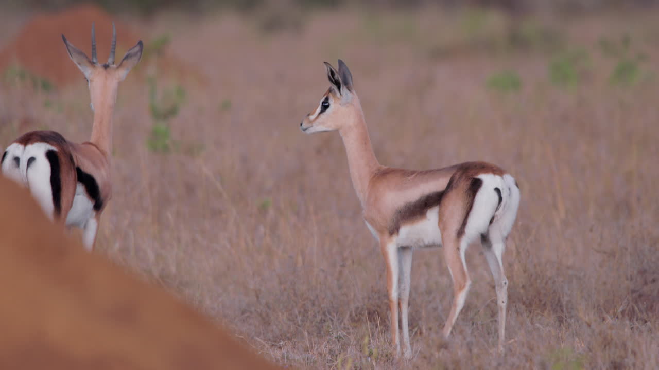 Wide shot of a herd of grant's gazelle walking across the savanna