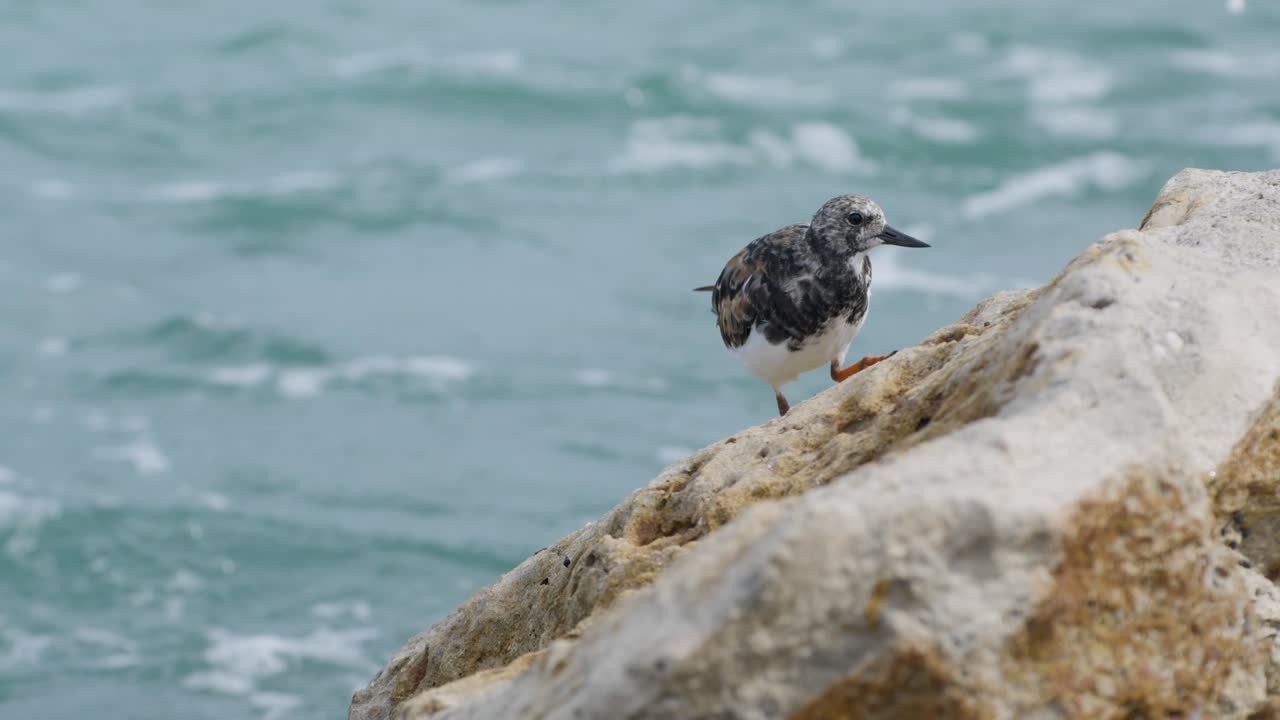 Small shorebird standing on a rocky shoreline beside blue ocean waves, framed in natural light