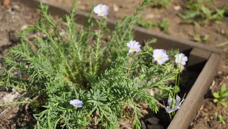 small purple flowers in a garden bed