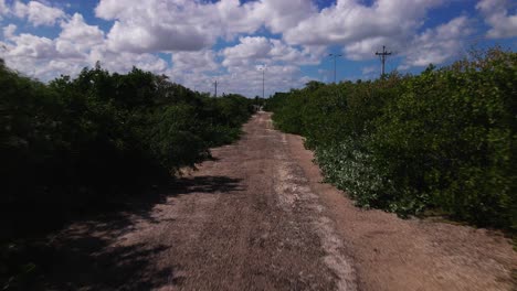 Carretera-Cruzando-Manglares-En-Mexico