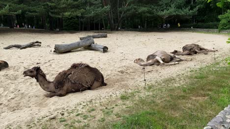 static shot of resting camels in sandy ground during daytime in zoo