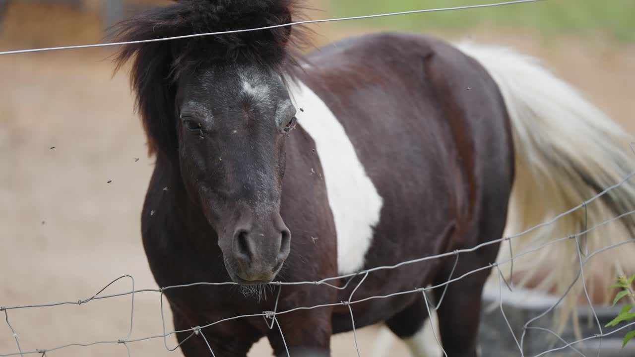 A brown pony with a white spot on its' back stands behind the wire fence