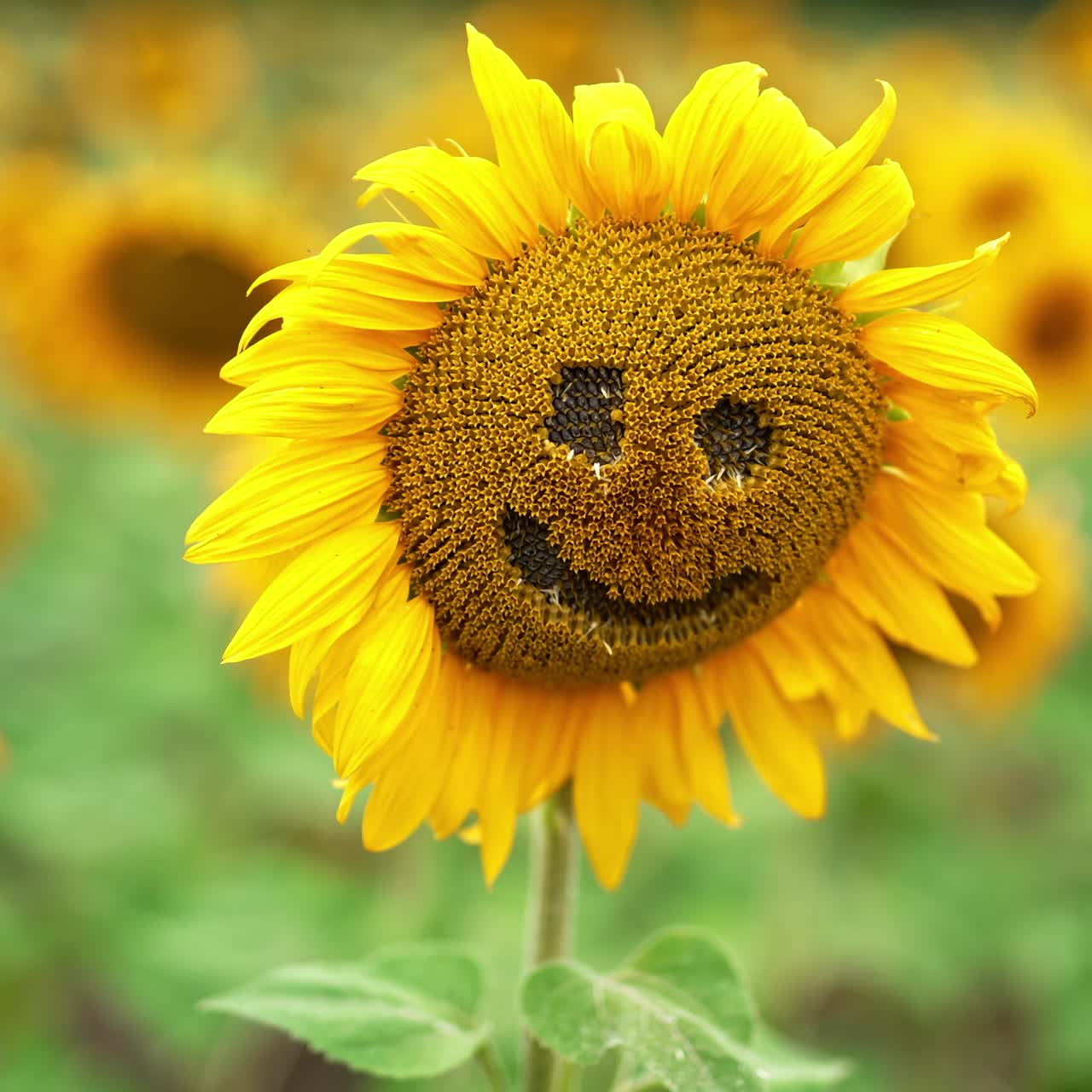 Funny smiling face curved in the middle of sunflower. Close up. Seed flower agricultural field in blur at backdrop