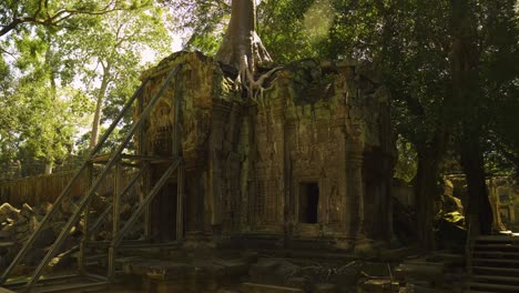 ta prohm temple giant tree, siem reap, cambodia