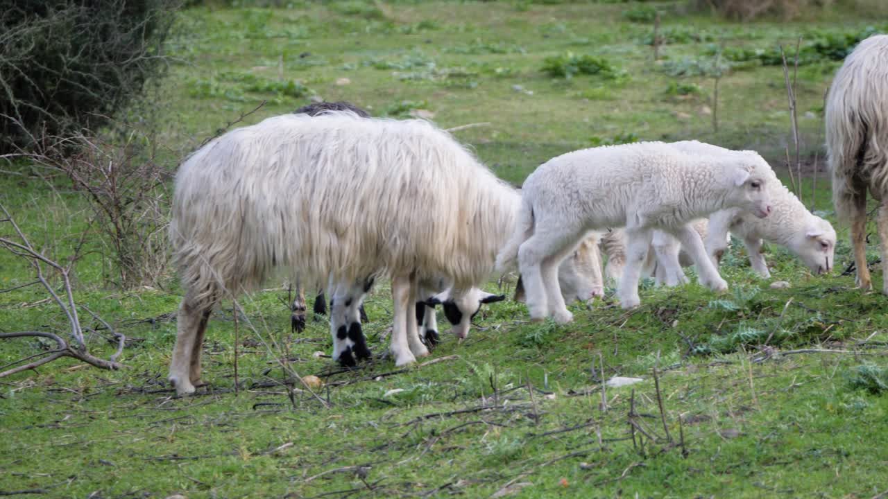 이탈리아 사르데냐에서 풀을 뜯는 양 떼로 달려가는 귀여운 양들의 슬로우 모션 샷