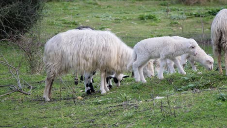 slow motion shot of cute lambs running to grazing flock of sheep in sardinia, italy