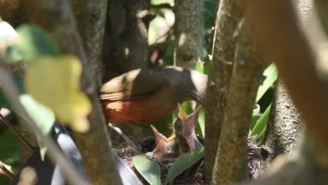 rufous-bellied thrush bird feeding chicks a dog food grain