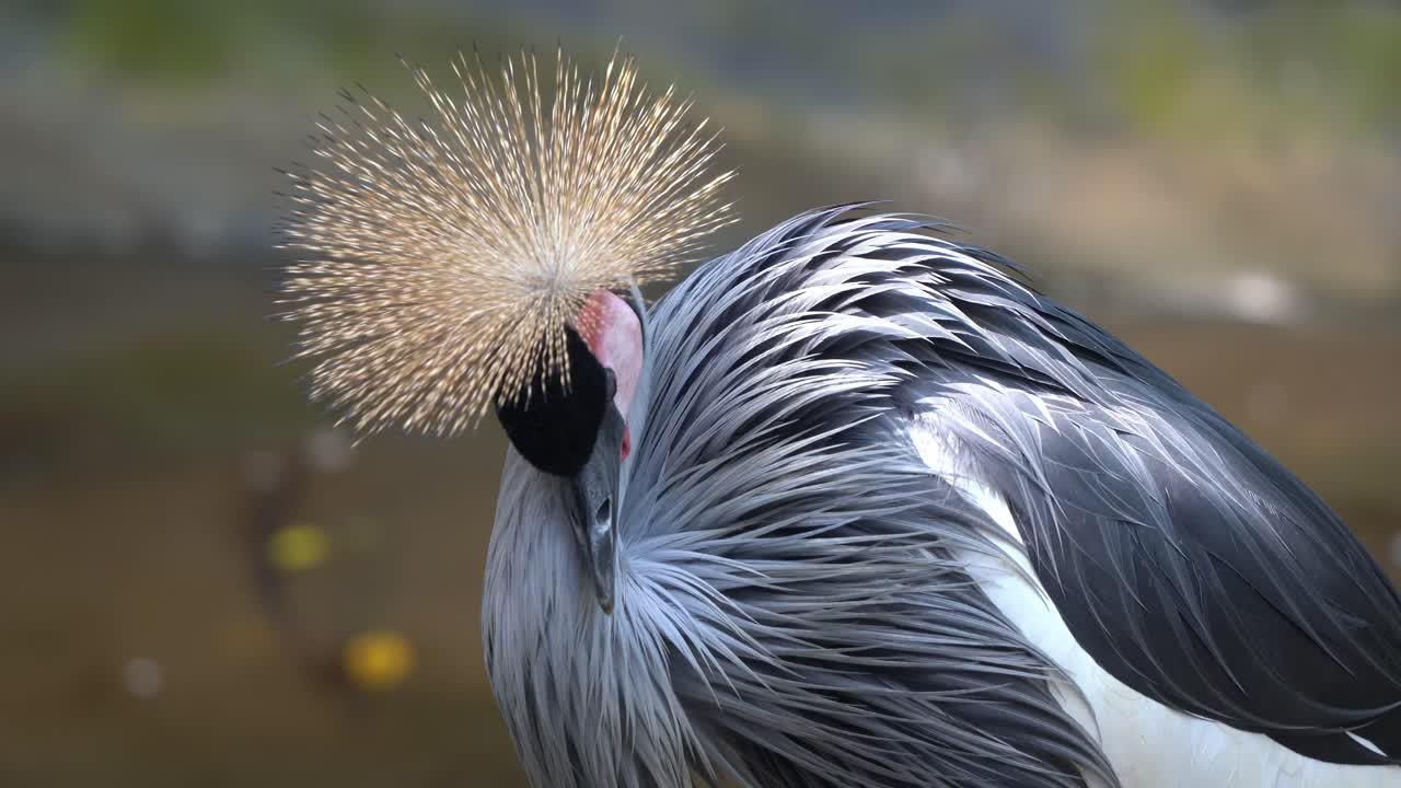 hermosa grulla coronada gris, balearica regulorum esponja sus plumas junto al río, relajándose por la tarde, detalles de cierre de la vida silvestre tomados