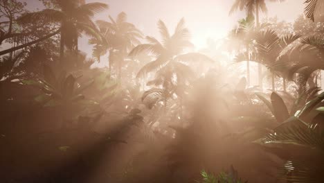 Sunset-Beams-through-Palm-Trees