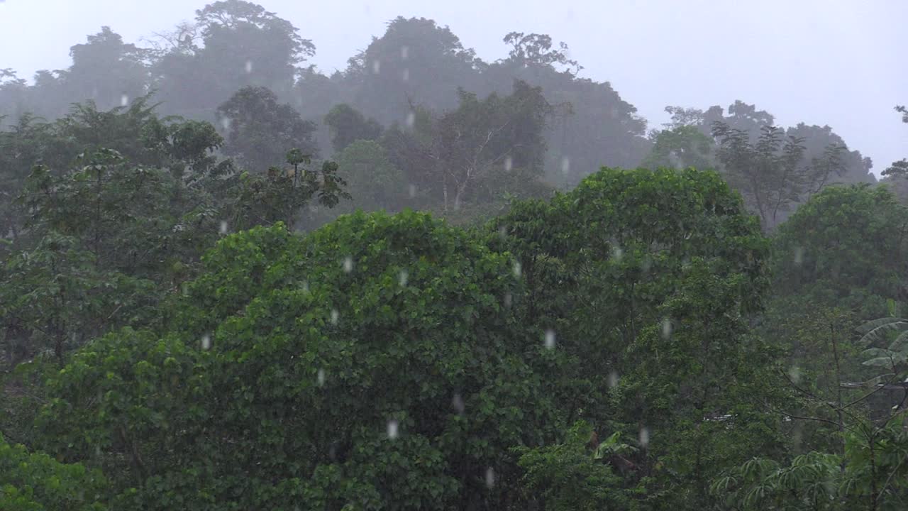 Rain on the canopy of the hills in the forest with fog