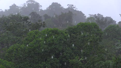 rain on the canopy of the hills in the forest with fog