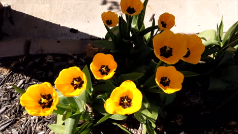 a group of tulips opening in the morning sped up via time-lapse