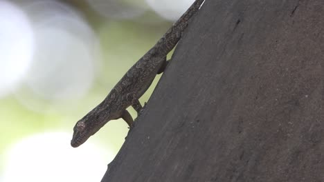 Lagarto-Esperando-Comida