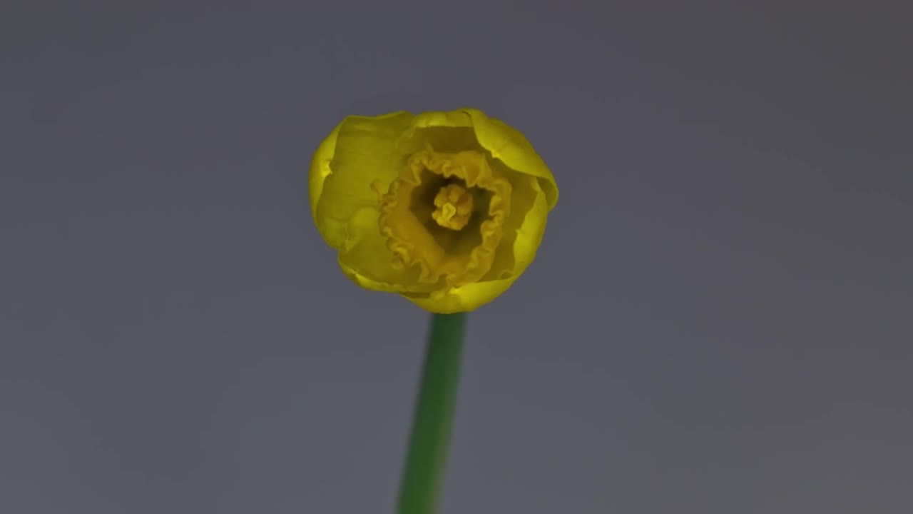 Yellow Colorful Flower Time-lapse of Blooming flower Opening  4k fast motion time lapse. Lovely Romantic and Natural Backdrop.Alone Flower in Growing Process Closeup 4k