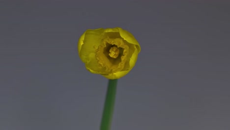 yellow colorful flower time-lapse of blooming flower opening  4k fast motion time lapse. lovely romantic and natural backdrop.alone flower in growing process closeup 4k