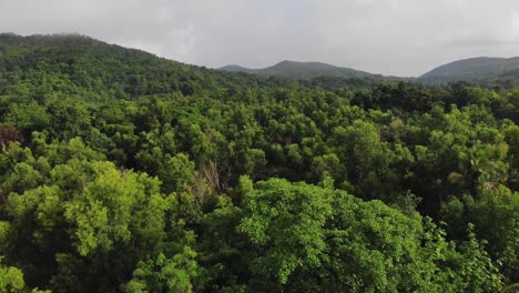 bosque de guaridas verdes y montaña de maharashtra india sindhudurg malvan