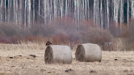 White-tailed-eagle-resting-on-hay-roll-cleaning-feathers-and-bill